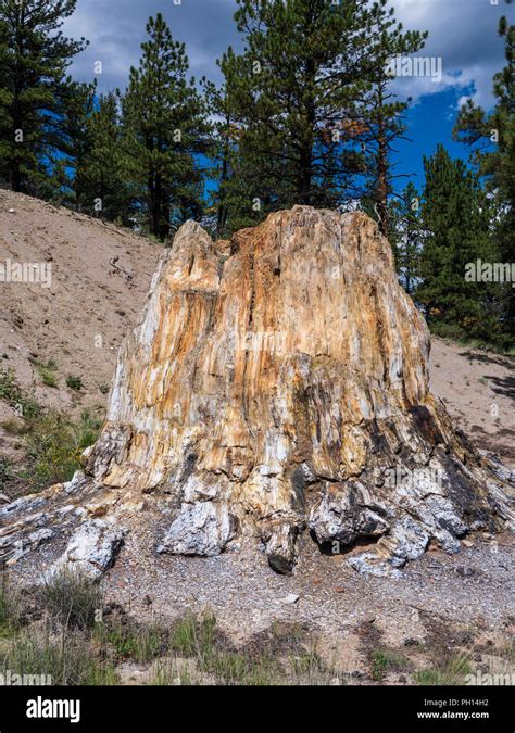 Petrified forest loop trail hi-res stock photography and images - Alamy