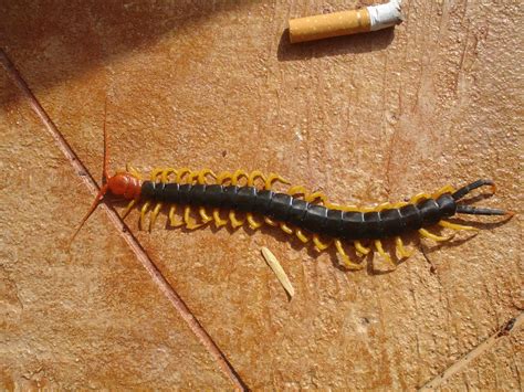 Texas Red Headed Centipede 2 (size comparison) by BANanered on DeviantArt