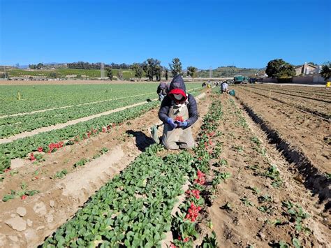 United Farm Workers On Twitter For The Last Years Francisca Has