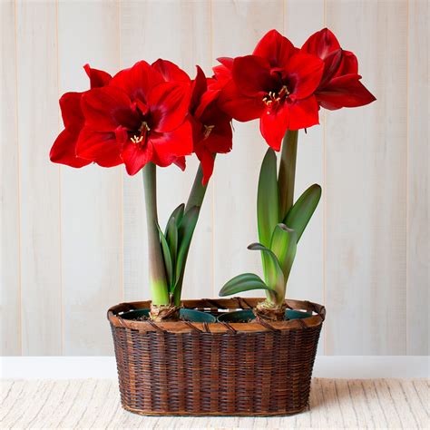 Amaryllis Red Cream Two Nursery Pots In Woven Basket White Flower Farm