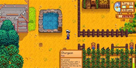 Stardew Valley: Everything You Need To Know About Sturgeon