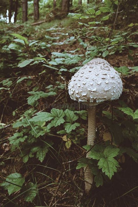 Toadstool stock image. Image of edible, funghi, nature - 42843693