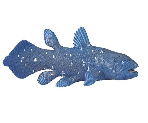 Coelacanth Model