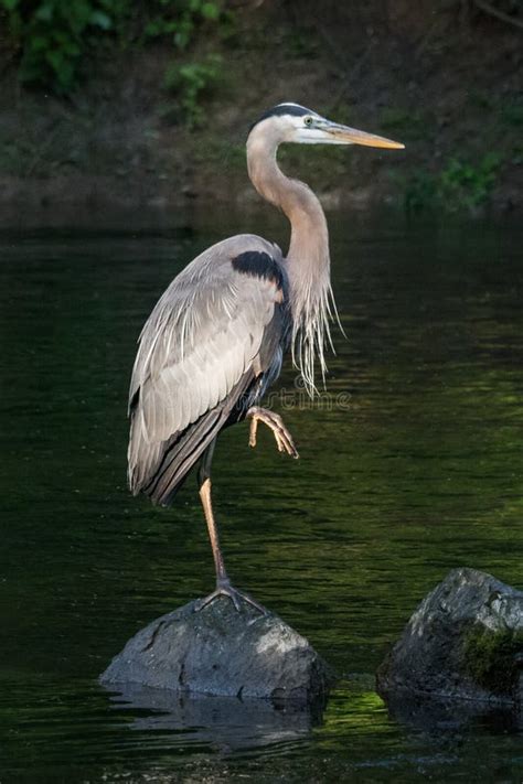 A Great Blue Heron Standing On A Rock In A Stream Stock Image Image