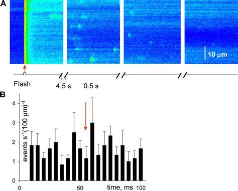 Response To Photorelease Of Ca In The Rat A Successive Line Scan