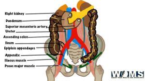 Ascending Colon: Anatomy, Important Functions and Clinical Conditions ...