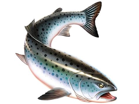 Salmon & Steelhead For Future Generations | Idaho Senior Independent