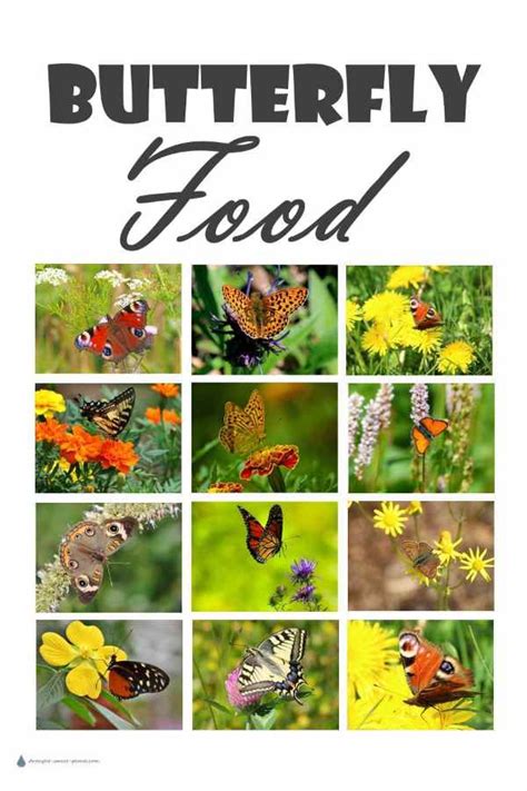 Butterfly Food - caterpillar host plants are important too