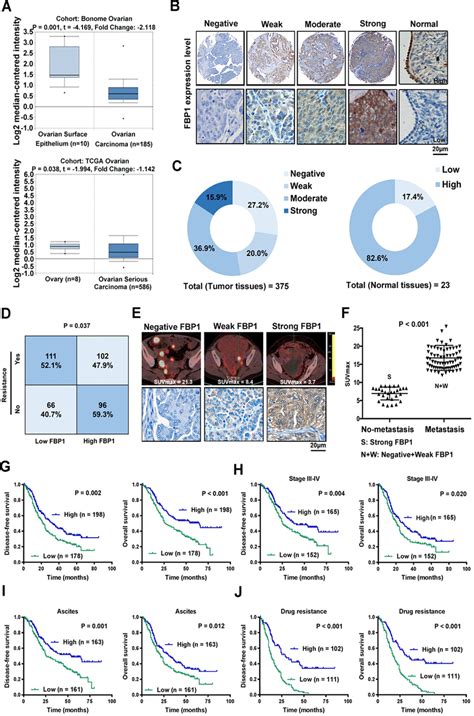 Fbp Inhibits The Nuclear Translocation Of Stat Via An Enzymatic