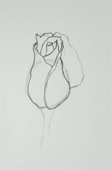 How To Draw A Rose Bud Drawing Ideas Rose Step By Step Beginner