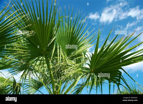 Beauty Palm Trees In Antalya Stock Photo Alamy