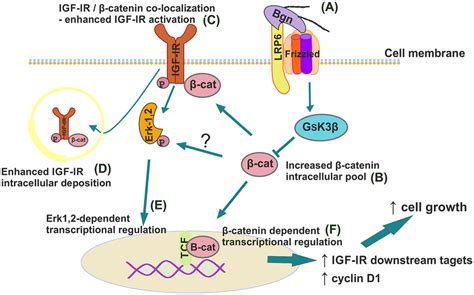 Schematic Presentation Of Proposed Biglycan LRP6 IGF IR Downstream