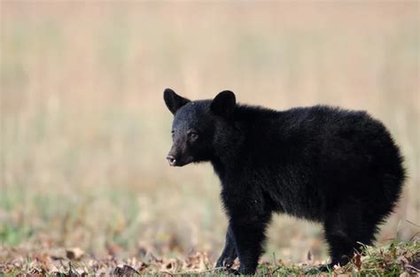 Black bear cub — Stock Photo © EEI_Tony #17155557