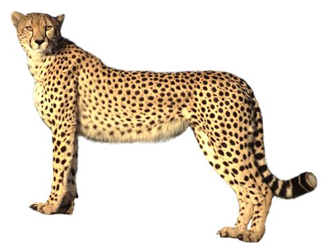 Leopard Png Images Free Photos Png Stickers Wallpapers Backgrounds