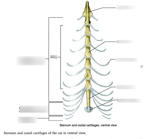 Sternum & Cartilages of a cat Diagram | Quizlet