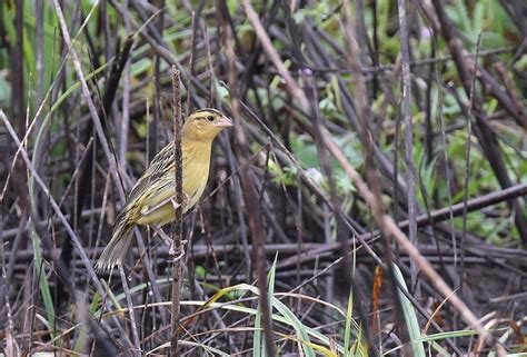 Bobolink – FranLaff.com