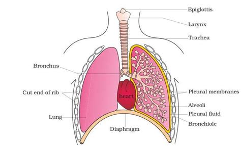 Lung Anatomy Diagram