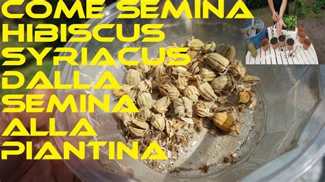 Semina Dell Ibisco Cinese Fino Al Rinvaso Della Piantina YouTube