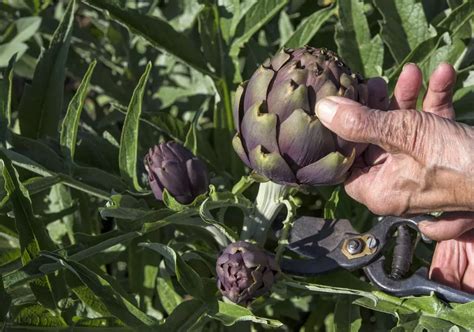 Plantar Alcachofas Todo Sobre El Cultivo Cuidados