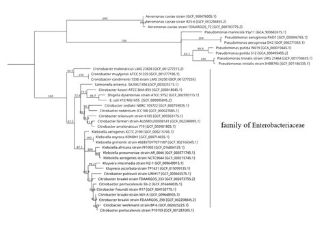 Molecular Phylogenetic Tree Based On The 16s Rrna Gene 1533 Bp