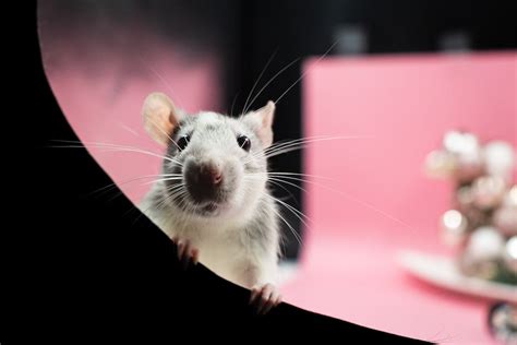 Rats as Pets: The Pros and Cons - We Fancy Rats