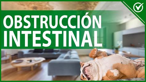 Causas De La Obstrucci N Intestinal En Perros S Ntomas Y