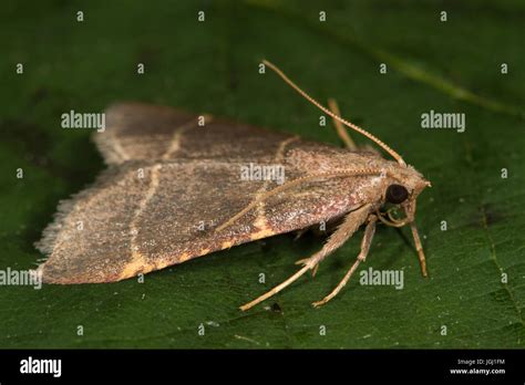 Hypsopygia Glaucinalis A Pyralid Moth Stock Photo Alamy