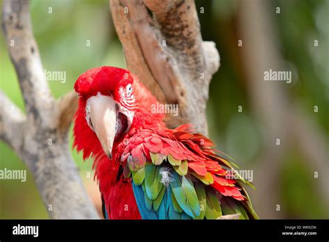 Red Ara Parrot Colorful Macaw Birds Sitting On The Branch Stock