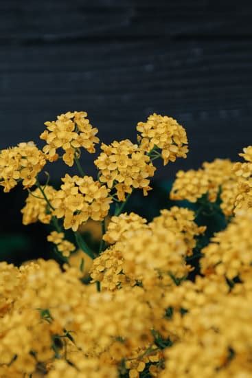 Yellow Alyssum Flowering Plants - Photos by Canva