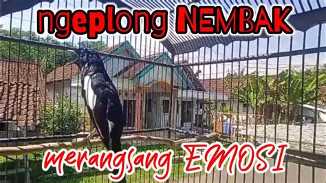 Kacer Ngeplong Nembak Merangsang Emosi Kacer Lain Youtube