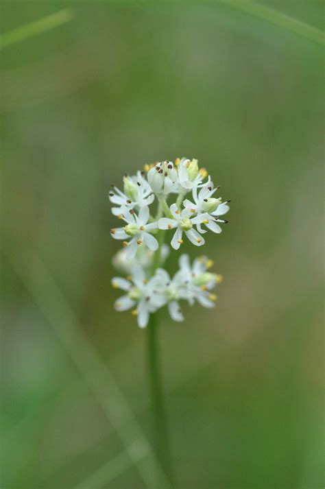 Flowers of Field & Fen | Dirt Time at Dahlem