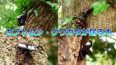 カブトムシ・クワガタが居る木 Youtube