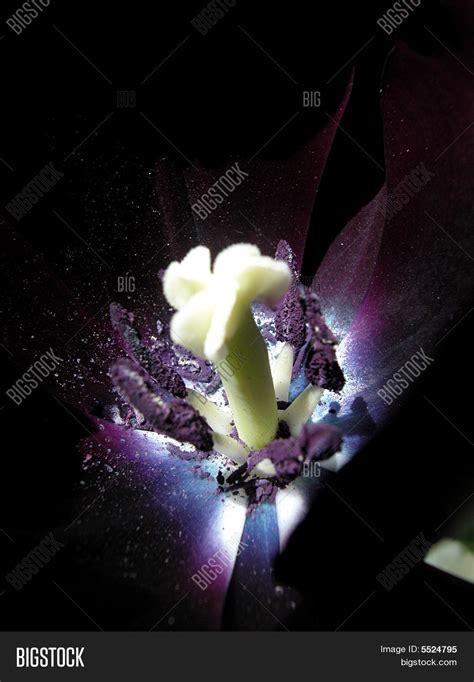 Black Tulip Image & Photo (Free Trial) | Bigstock