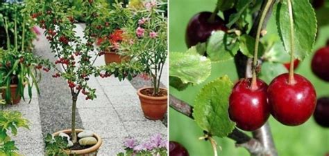 Aprender Sobre 30 Imagem Cerejeira Frutifera Em Vaso Br Thptnganamst