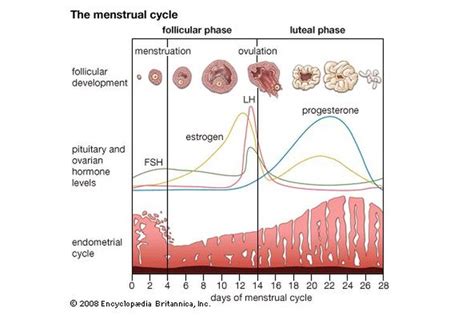 Memahami Siklus Menstruasi Dan Ovulasi Halaman All