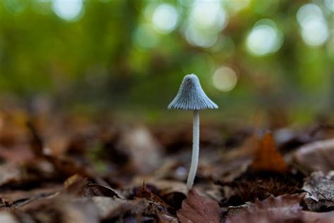 Setas en un bosque de castaños Foto Premium