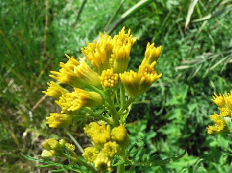 Fleurs de Pyrénées flore des pyrenees senecon feuille adonis