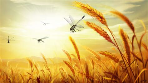 Harvest Desktop Wallpaper (51+ images)