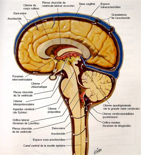 Mars Fr Anatomie Du Cerveau Anatomie Du Corps Livre Anatomie