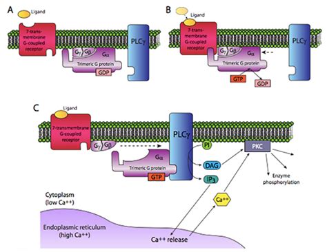 Chapter 12 GPCRs And RTKs In Fundamentals Of Cell Biology On OpenALG