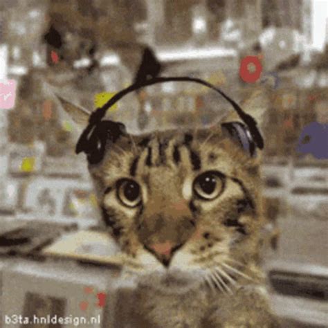 Cat Bobbing Head GIF - Cat Bobbing Head Silly - Discover & Share GIFs