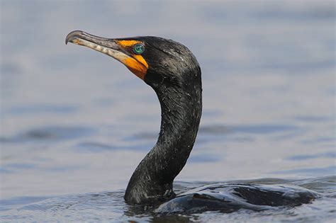 Double Crested Cormorant Id Facts Diet Habit And More Birdzilla