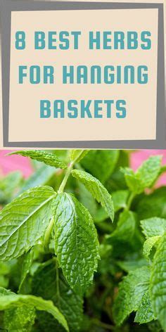 Best Herbs For Hanging Baskets Gardening Sun Herbs Hanging