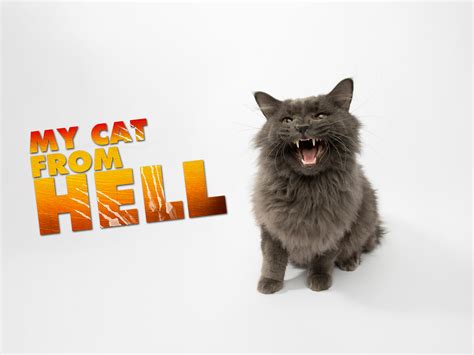 Prime Video My Cat From Hell Season