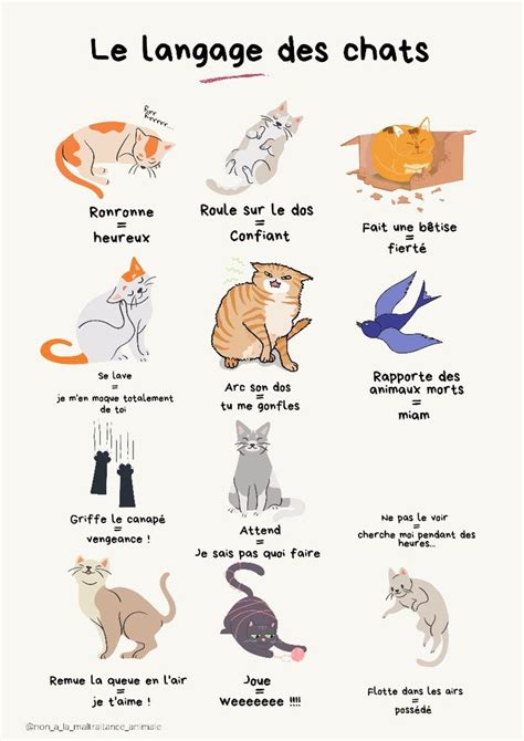 Le Langage Des Chats Tigre Educacion