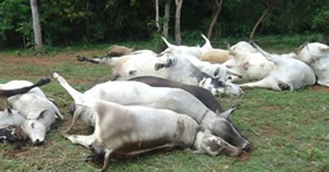 G Vinte E Duas Vacas Morrem Atingidas Por Raio No Interior De Mato