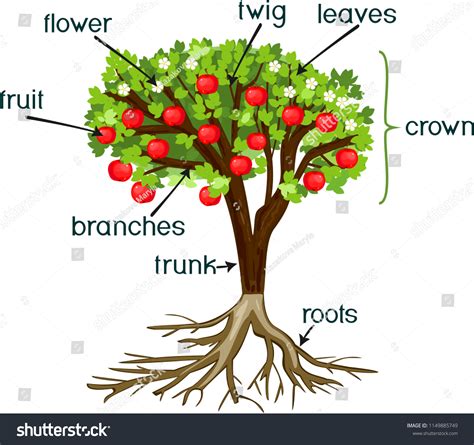 283779 Parts Tree Images Stock Photos And Vectors Shutterstock