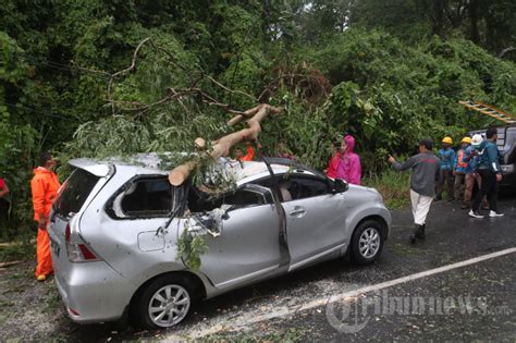 Mobil Tertimpa Pohon Tumbang Di Jalan Raden Maulana Bdr Lampung Foto