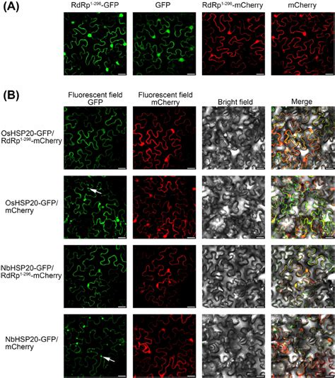 Localization Of OsHSP20 Or NbHSP20 Was Affected By Expression Of The