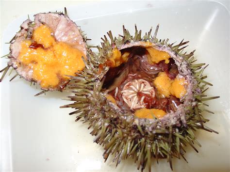 Sea Urchin Is Natureisfuckinglit